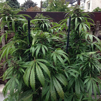 Female Seeds - Outdoor Mix (fem.) 01527