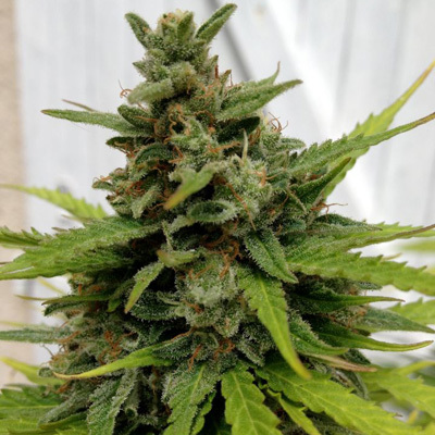 Female Seeds - Auto Critical (auto/fem.) 01521