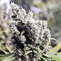 Female Seeds - Big Grapefruit (X-Line) 01547