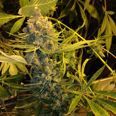 T.H. Seeds - Dawg Star Kush (fem.) 03752