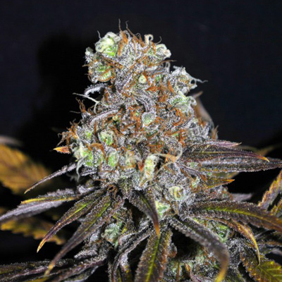 CBD Crew - CBD Critical mass (fem.) 00034