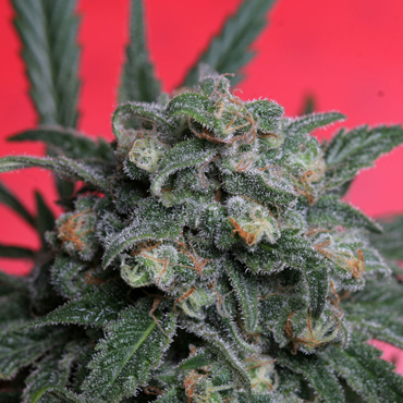 T.H. Seeds - A-Train (fem.) 00393
