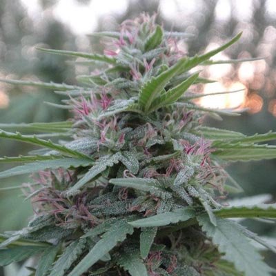 Ace Seeds - Panama (reg.) 02775