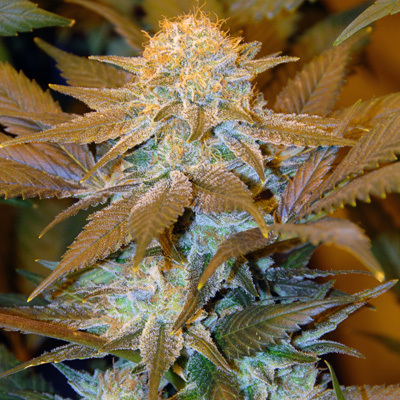 T.H. Seeds - Critical HOG (fem.) 03750