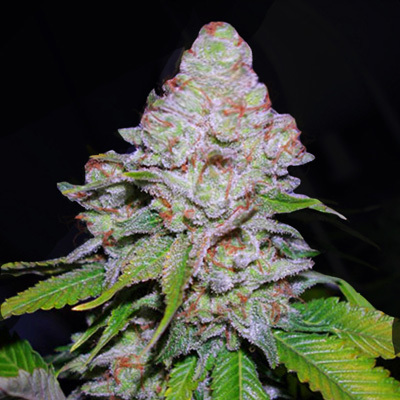 VIP Seeds - White Berry (fem.) 04789
