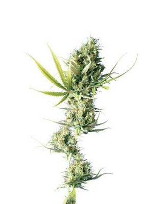 Sensi Seeds - Durban ® (reg.) 03937