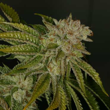 T.H. Seeds - Mk-Ultra Kush (reg.) 03745