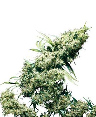 Sensi Seeds - Jamaican Pearl ® (reg.) 03936