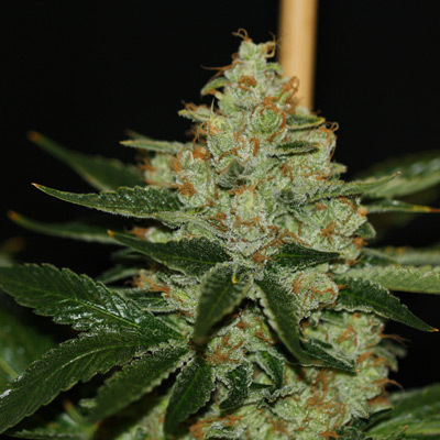 T.H. Seeds - Underdawg OG Kush (fem.) 03755