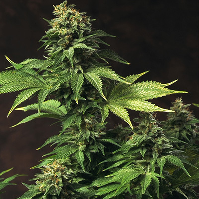 T.H. Seeds - Akorn (fem.) 03744