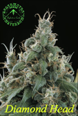 Sagarmatha Seeds - Diamond Head (fem.) 03983