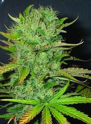 Homegrown Fantaseeds - Afghani (fem.) 02666
