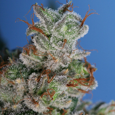 T.H. Seeds - Burmese Kush (fem.) 03740