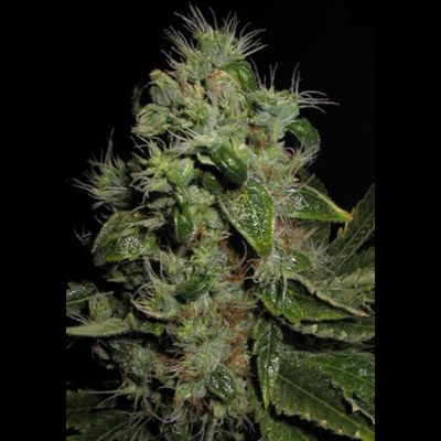 Seedsman - Mazari (fem.) 00110