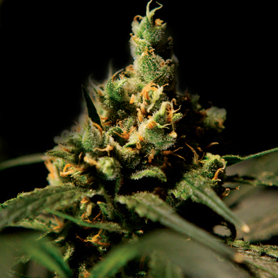 The Bulldog Seeds - Citral Skunk (fem.) 03139