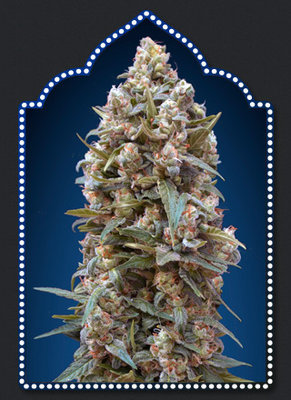 00 Seeds - 00 Kush (fem.) 02851