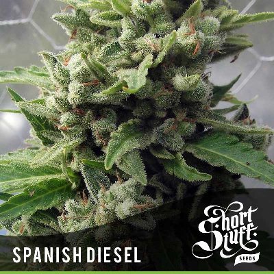 Short Stuff Seeds - Auto Spanish Diesel (auto/fem.) 02206