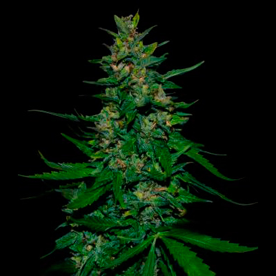 VIP Seeds - Timanfaya Auto (auto/fem.) 03079