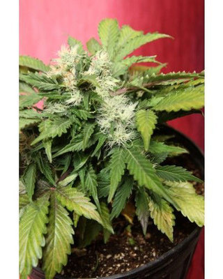 Joint Doctor (High Bred Seeds) - Betty Boo (auto/fem.) 02027