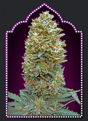 00 Seeds - Auto Bubble Gum (auto/fem.) 02864
