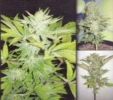 Homegrown Fantaseeds - Homegrown Lowryder (auto/fem.) 02670