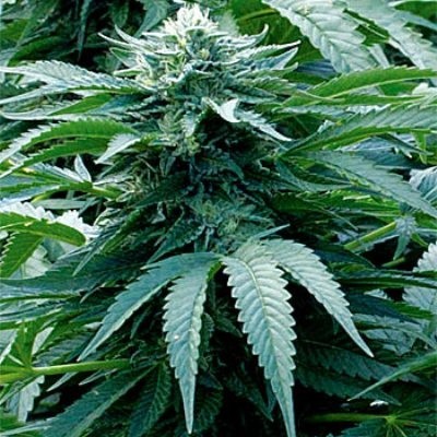 Emerald Triangle Seeds - Trinity Kush (fem.) 03122