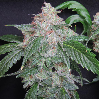 HortiLab - Starkush (reg.) 02771