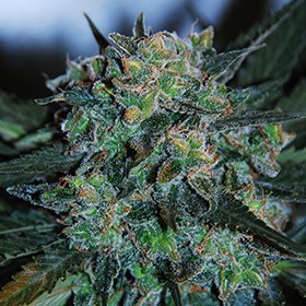 G13 Labs Seeds - Auto AK (auto/fem.) 03446