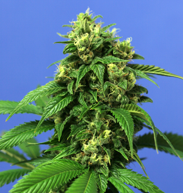 T.H. Seeds - Wreckage (fem.) 03749