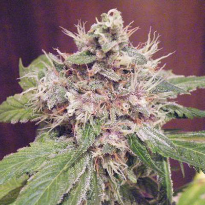 Green Devil Genetics - Sweet Clements (reg.) 02017