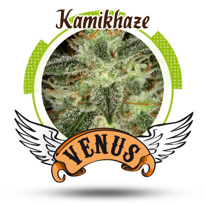 Venus Genetics Seeds - Kamikhaze (fem.) VG7