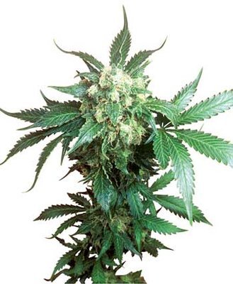 Sensi Seeds - Black Domina ® (reg.) 00825