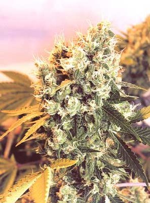 The Flying Dutchmen - Haley's Comet (reg.) 01836