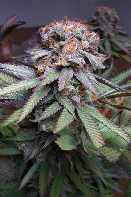 TGA Subcool Seeds - Querkle (reg.) 04427