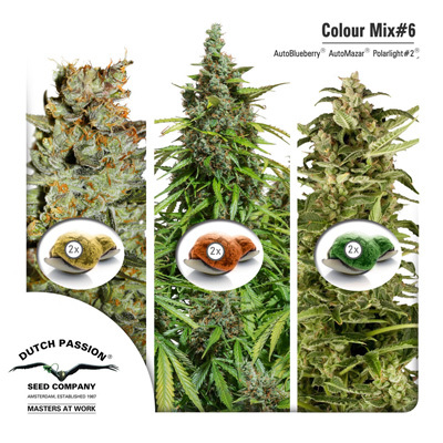 Dutch Passion - Colour Mix 6 (auto/fem.) 01455