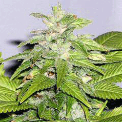 Sagarmatha Seeds - Early Riser (fem.) 03985
