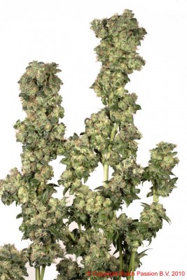 Dutch Passion - Oasis ® 03591