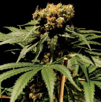 The Bulldog Seeds - The Bulldog Chronic (fem.) 03671