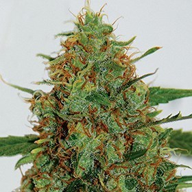 G13 Labs Seeds - Cinderella 99 (fem.) 03456