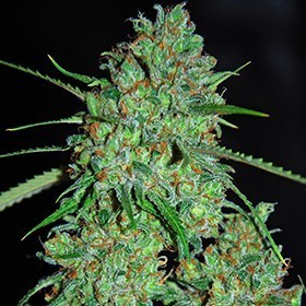 G13 Labs Seeds - White Critical (fem.) 03468