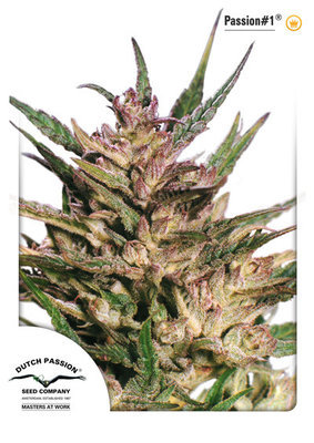 Dutch Passion - Passion #1 (reg.) 03576