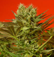 Magus Genetics - Motavation (reg.) SMGR100004