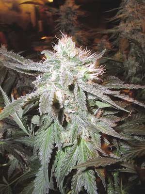 The Flying Dutchmen - Pot Of Gold (reg.) 01829