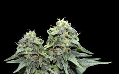VIP Seeds - BL4QKFY4H Weed (fem.) 04779