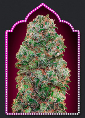 00 Seeds - Bubble Gum (fem.) 02855