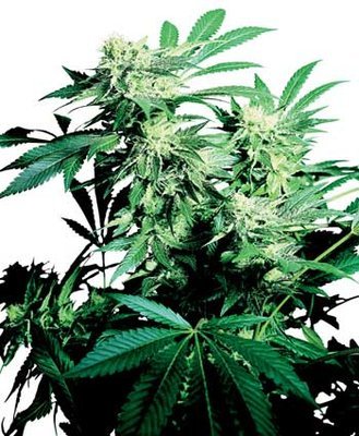Sensi Seeds - Skunk Kush ® (reg.) 03941