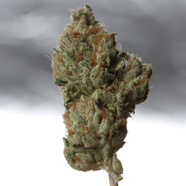 T.H. Seeds - Cold Creek Kush (reg.) 08148