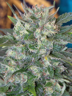 Mandala Seeds - Speed Queen (reg.) 09487