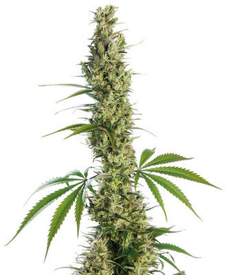Sensi Seeds - Eagle Bill ® (reg.) 03932