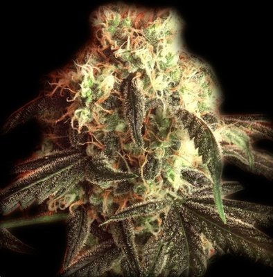 The Bulldog Seeds - Fast Ryder I (auto/fem.) 03662